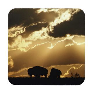 Stately American bison, Wichita Mountains, OK Drink Coaster