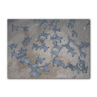 Chris Doherty 'Turtle Hatchlings' Canvas Wall Art Ready2hangart Canvas