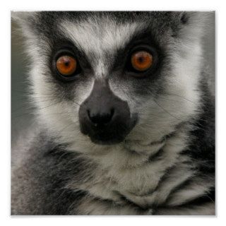 Lemur Face Poster