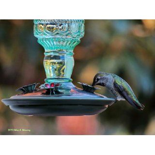 Songbird Essentials SE629 Clear Hummingbird Nectar, 24 Ounce  Hummingbird Food  Patio, Lawn & Garden