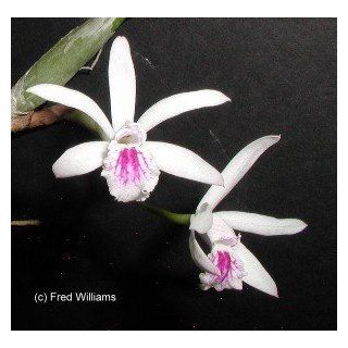 Laelia lundii 629 Grocery & Gourmet Food