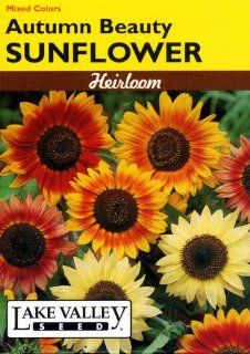 Lake Valley 641 Sunflower Autumn Beauty Mix Heirloom Seed Packet  Flowering Plants  Patio, Lawn & Garden