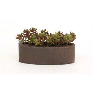 House of Silk Flowers Artificial Succulent Garden in Oval Ceramic Vase