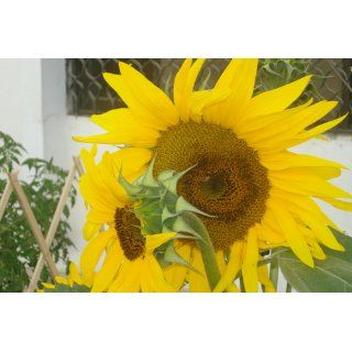 Sunflower, Sunzilla Giant  Sunflower Seeds For Planting Edible  Patio, Lawn & Garden