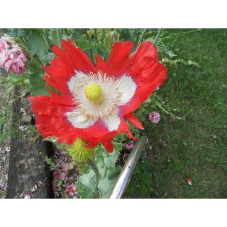 Danish Flag Afghan Poppy 250 Seeds   Papaver Somniferum  Poppy Plants  Patio, Lawn & Garden