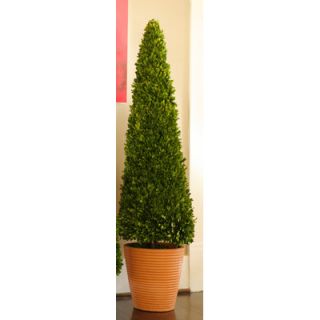 Napa Home & Garden Preserved Boxwoods 58 Preserved Greens Cone