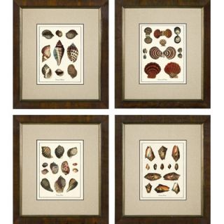 Phoenix Galleries Varieties of Tonna Framed Prints
