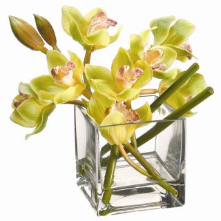 Green Cymbidium Orchid in Square Vase