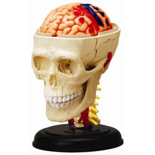 Tedco Toys 4D Human Anatomy   Cranial Nerve Skull Model