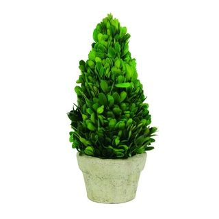 Boxwood 11 inch Cone Topiary