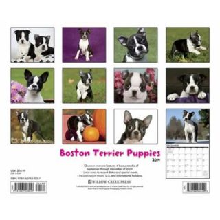 Willow Creek Press Boston Terrier Puppies 2014 Wall Calendar