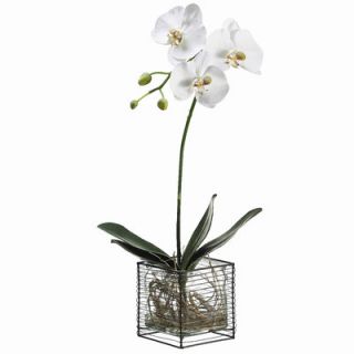 Tori Home 26 Phalaenopsis Orchid Plant with Hurricane Glass Vase