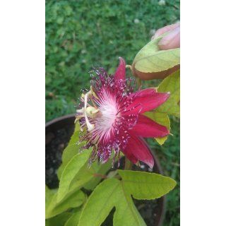 Lady Margaret Passion Flower Plant   Passiflora   4" Pot  Order Flowers For Delivery  Patio, Lawn & Garden
