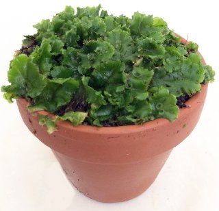 Liverwort Fossil Plant   Perfect for Fairy Gardens & Terrariums   3" Pot  Flowering Plants  Patio, Lawn & Garden
