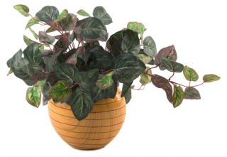 D and W Silks Oxalis Ivy in Ceramic Bowl   Silk Plants