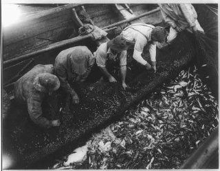 Pulling trap, Sakonnet River, RI, fish in net, Rhode Island   Prints