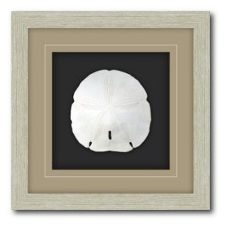 Shadow Box Frame Double Matte Mounted Sand Dollar with Driftwood Molding   Framed Wall Art