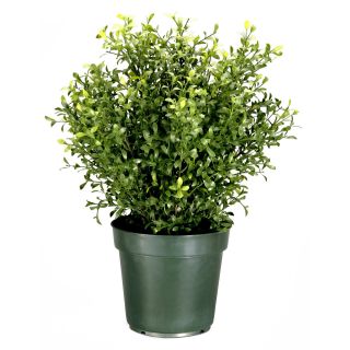 Argentia Plant with Green Pot   Silk Plants
