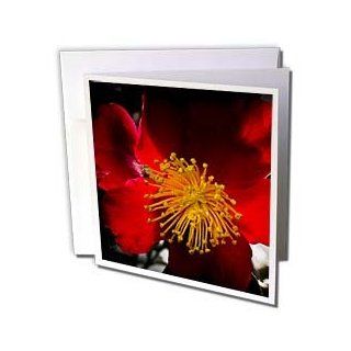 gc_53826_2 Angel Wings Designs Floral   Red Flower with Yellow Fingers Wall Dcor   Greeting Cards 12 Greeting Cards with envelopes 