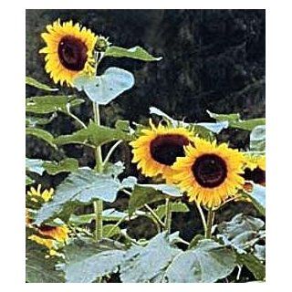 Paul Bunyan Hybrid Sunflower 30 Seeds  Patio, Lawn & Garden