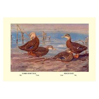 Vintage Art Florida Dusty and Mexican Ducks   08667 x   Prints