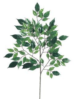 Silk Plants Direct Nitida Ficus (Pack of 12)   Artificial Flowers