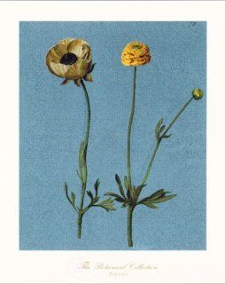 Antique Renaissance Floral Art Lithograph Poppy Flower by Francesco Mengucci (Litho Print)  