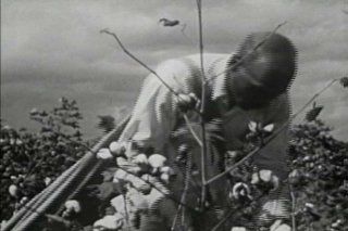 Classic Cotton Films DVD 1920s   1950s Cotton Industry, Mill, Gin, Plant, Farming, Plantation, Fields, Pickers, & Production History Pictures Films Coronet Instructional Films Movies & TV