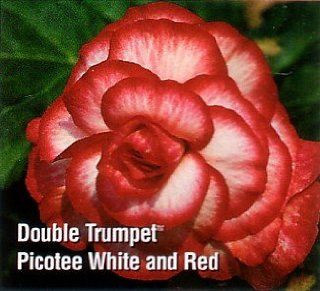 Prima Donna Picotee White/Red Begonia Begonia 2 Bulbs  Begonia Plants  Patio, Lawn & Garden