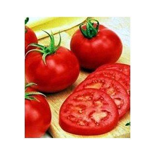 Big Girl Tomato 4 Plants   Heavy Producer  Vegetable Plants  Patio, Lawn & Garden