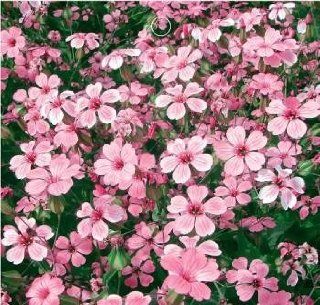 SD1367 Pink Cut Flower Gypsophila Seeds, 60 Days Money Back Guarantee (50 Seeds)  Flowering Plants  Patio, Lawn & Garden