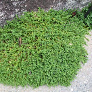 Rupturewort   Size 3.5" Pot  Flowering Plants  Patio, Lawn & Garden