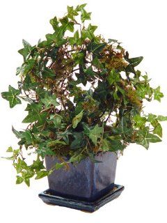 MINI ENGLISH IVY WREATH TOPIARY 13"H.   Artificial Topiaries