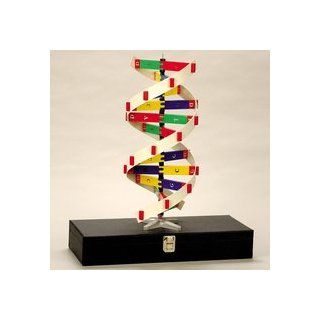 Staco DNA Molecule Model Set