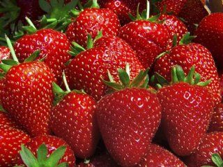 3 Seed Peat Pots Hanging Strawberry Garden From GardeningProducts4Less Enjoy Fresh Berries for Breakfast Even in the Winter Fast Production, Begins Fruiting in Just 60 Days Now You Can Pick Delicious Juicy Strawberries From Your Very Own Strawberry Tree
