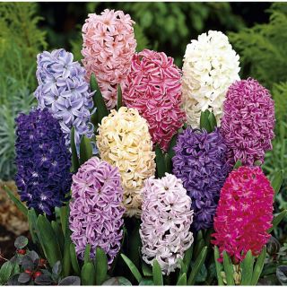 1.64 Pint Hyacinth Bulbs