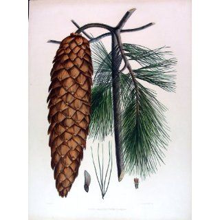 Art (Pine Tree) Pinus Lambertiana. (Sugar or Sugar Cone Pine)  Lithography  Edward James Ravenscroft