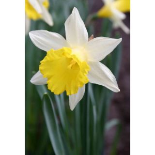 5 Pack Topolino Rock Garden Narcissus Bulbs
