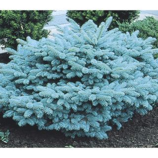 3.63 Gallon Blue Globosa Spruce (L4100)