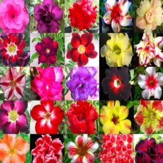 DESERT ROSE ADENIUM OBESUM Bonsai mixed colors 10 seeds  Flowering Plants  Patio, Lawn & Garden