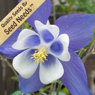 100 Seeds, Columbine "Blue Star" (Aquilegia caerulea) Seeds by Seed Needs  Columbine Plants  Patio, Lawn & Garden