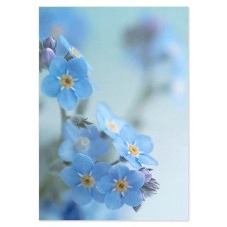 Forget me not flowers Invitations by ADMIN_CP_GETTY35497297