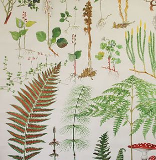 vintage school chart 'pine forest ferns' by bonnie and bell