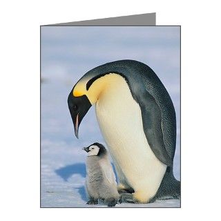 Emperor Penguins and Offspri Note Cards (Pk of 10) by ADMIN_CP_GETTY35497297