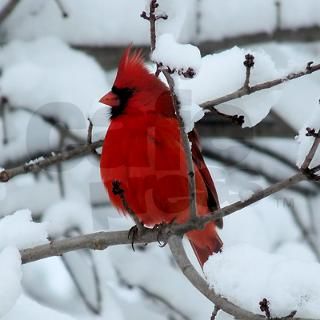 Snow Cardinal Silver Square Necklace by picsofnature