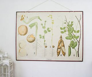 vintage school chart double sided 'pea' by bonnie and bell
