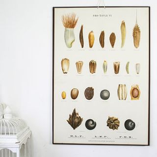 vintage botanical seed chart, table six by bonnie and bell