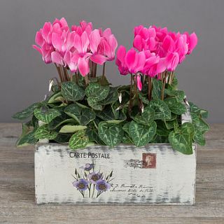 pink dancing ladies cyclamen planter by the flower studio