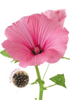 lavatera flower card with seeds to grow by think bubble