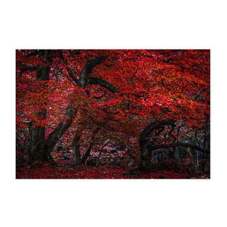 the red forest print by ben robson hull photography
